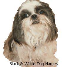 Black And White Names For Dogs Boy Puppy Names Beginning With A Thousands Of Names Puppy Names Puppies Names Female Girl Dog Names