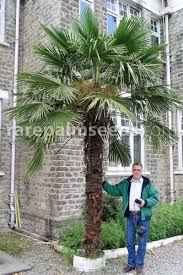 We did not find results for: Trachycarpus Fortunei Naini Tal Chusan Palm Buy Seeds At Rarepalmseeds Com