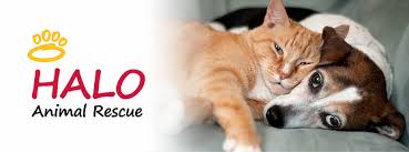 Maybe you would like to learn more about one of these? Adopt A Dog Or Cat Halo Animal Rescue Phoenix Az