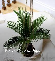 Ask The Expert Will A Poisonous Plant Really Kill Your Pet Gardenista Plants Poisonous Plants Houseplants