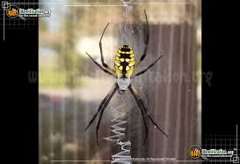 The spider species argiope aurantia is commonly known as the yellow garden spider, black and yellow garden spider, golden garden spider, writing spider, corn spider, or mckinley spider. Black And Yellow Garden Spider Argiope Aurantia