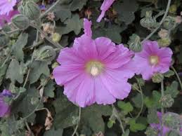 Choose from a wide range of similar scenes. It S A Lovely Life Lebanon S Flora Fauna