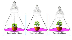 What light to use for flowering stage. How Far Should Grow Lights Be From Plants