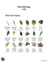 Basic Leaf Shapes Introduction To Biology Lab Handout Docsity Biology Labs Leaf Shapes Biology