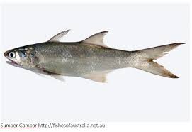 Maybe you would like to learn more about one of these? Fantastic Sea Nama Nama Ikan Laut Terlengkap Beserta Gambarnya