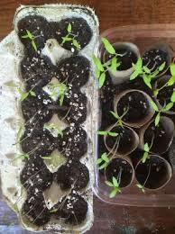 Diy projects, hacks, tips & tricks for your home and for your garden. 11 Sustainable Gardening Hacks For Your Home Garden American Horticultural Society