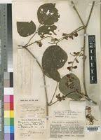 Image result for Rhynchosia congensis