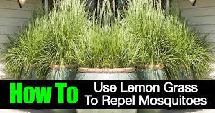 Does Lemongrass Repel Mosquitoes
