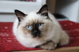 Sacred Birman Kitty Girl Birman Kitty Sacred