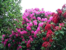 A Garden With Tall Rhododendrons In Lynnwood Washington Plants Cool Plants Landscape Decor Diy