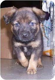 Bred german shepherd puppies are mostly sold in the united states but sometimes world wide. Oklahoma City Ok German Shepherd Dog Meet Puppies A Pet For Adoption