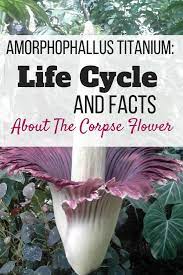 Learn About The Life Cycle Of The Amorphophallus Titanium As Well As How To Propagate It And Some Fun Facts About This Un Corpse Flower Plants Planting Flowers