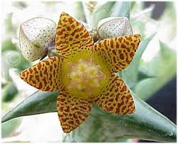 Image result for Orbea schweinfurthii