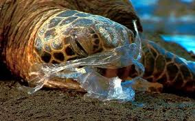 Turtle Stuck In Plastic Plastic Pollution Ocean Animals Ocean Pollution