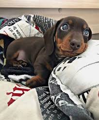 Rescue at drbc drbc supports our breed in whatever way we can. Do You Like Dachshund Puppies Follow Us And Save This Pic On Your Boards Visit Our Profile For Daily Dose Of Dachshun Dachshund Breed Cute Dogs Doxie Puppies
