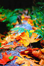 We did not find results for: Colors Of Fall Diamond Painting Hd Wallpaper Android 4k Wallpaper For Mobile Love Wallpaper Download