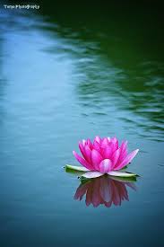 Water Lily Ii By Windylife On Deviantart Lotus Flower Art Beautiful Flowers Wallpapers Lotus Flower Pictures