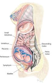 This is a 1 pregnant abdomen by aqk hospital on vimeo, the home for high quality videos and the people who love them. Pin On Prego My Eggo
