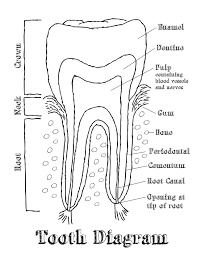 Maybe you would like to learn more about one of these? Tooth Anatomy Coloring Pages Free