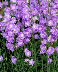 Perennial garden design shade perennial garden ground cover perennials partial sun perennials cool plants flowering shrubs for shade shade astilbes are wonderful shade perennials known for their dark green, fernlike foliage and their long spikes of stylish flowers that resemble plumes! 7 Perennials That Will Bloom Multiple Times This Summer Flowers Perennials Perennials Plants