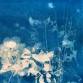Intro to Cyanotype — ArtWellesley event image