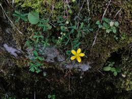 Image result for Hypericum peplidifolium