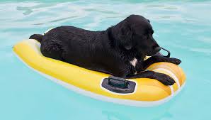 Looking for a good deal on pool raft? 5 Cheap Best Pool Floats For Dogs To Swim On This Summer 2020