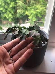 Sign up for free today! What Is Happening My Christmas Cactus Is Dying Sosososos Succulents