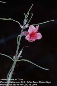 Image result for Sesamum alatum