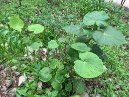 Image result for Piper umbellatum