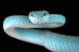 Light Blue Snake Google Search Snake Viper Pit Viper