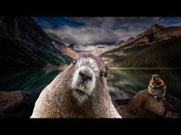 Check spelling or type a new query. Agac Kemiren Ve Baraj Yapan Kunduz Hayvani Nedir Youtube