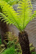 Image result for Dryopteris antarctica