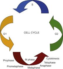 Mitosis is a kind of cell division in which a somatic cell divides to form two daughter cells which have same in animals, it commonly occurs in skin cells, bone marrow cells as well as during development of it is the last phase of karyokinesis which is characterised by the changes that occur in reverse. The Cell Sciencedirect