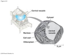 Plant cell with central vacuole diagram. 4 A Tour Of The Cell Ppt Download