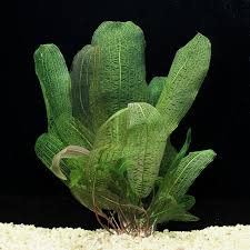 Image result for Burmannia madagascariensis