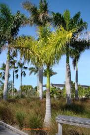 Image result for Roystonea oleracea