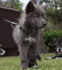 26 Ideeen Over Blue Bay Shepherd Honden Duitse Herders Herder