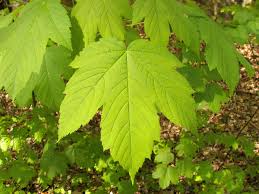 Ahorn siroop, acer saccharum (nl); Maple Wikipedia