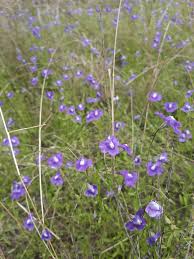 Image result for Mimulus gracilis