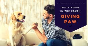 For starters, a therapy dog is an animal that is specifically trained to help an individual with a disability. Know The Difference Between A Pet And An Esa Therapy Pet