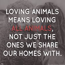 Peta On Twitter Animal Quotes Animal Rights Animal Lover