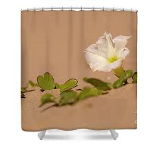 Image result for Ipomoea stolonifera