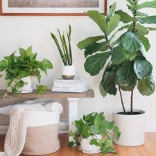 Check spelling or type a new query. Air Purifying Plants According To Feng Shui