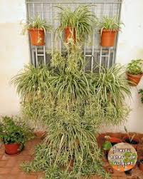 Planta Cintas Arana O Malamadre Chlorophytum Comosum Huerto Casero Jardineria En Macetas Plantas