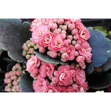 Image result for Kalanchoe calandiva