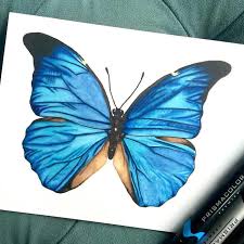The art of botanical & bird illustration: I Create Hyperrealistic Pencil Drawings Of Animals Bored Panda