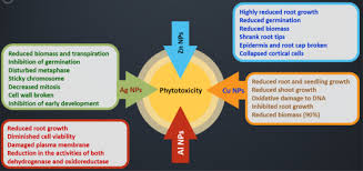 How to professionally germinate cannabis seeds: Carbon Nanomaterials Cnts Phytotoxicity Quo Vadis Sciencedirect