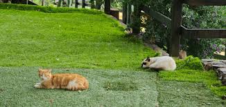 Cover the soil in twigs. How To Keep Cats Out Of Your Yard 10 Methods