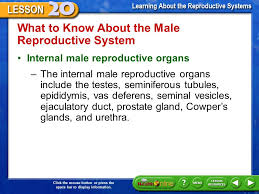 The main organs of the female reproductive system lie within the abdominal cavity. Male And Female Reproductive System Ppt Download